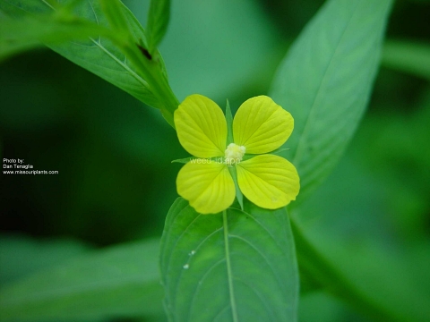 waterprimrose, winged